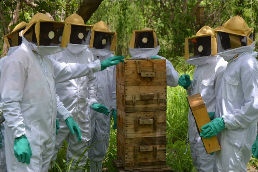 You are currently viewing Community beekeepers in Balama